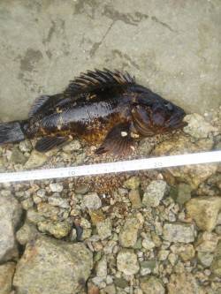 ジグヘッドワームで穴釣り、小島漁港のソイ&…