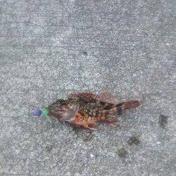 ジグヘッドワームで穴釣り、小島漁港のソイ&ガシラ釣果