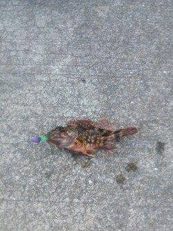 ジグヘッドワームで穴釣り、小島漁港のソイ&ガシラ釣果