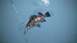 小島漁港メバリング〜表層に近くなってました