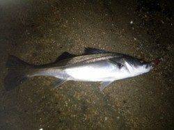 中１アングラーのシーバス釣果 in 天橋立