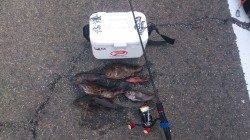 小島漁港メバリング〜表層に近くなってました