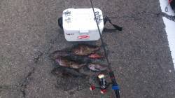 小島漁港メバリング〜表層に近くなってました…