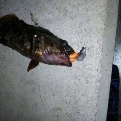 メバルしっかり回復しています〜泉南方面でのメバリング