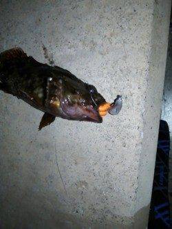 メバルしっかり回復しています〜泉南方面でのメバリング