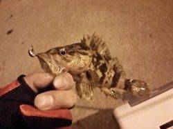 淡輪漁港でのメバリング釣果