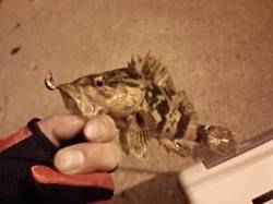 淡輪漁港でのメバリング釣果