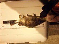 淡輪漁港でのメバリング釣果