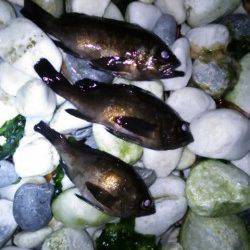 メバルしっかり回復しています〜泉南方面でのメバリング