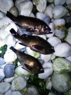 メバルしっかり回復しています〜泉南方面でのメバリング