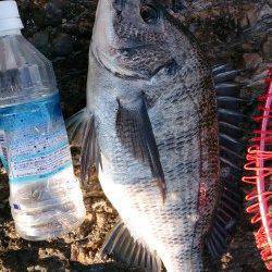 潮吹岩にフカセ釣行、グンと手元にくる当たりでチヌHIT