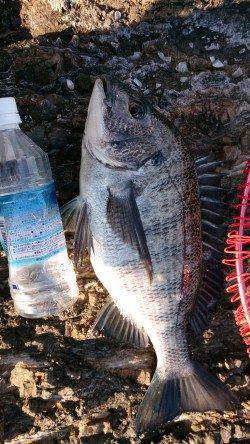 潮吹岩にフカセ釣行、グンと手元にくる当たりでチヌHIT