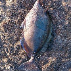 潮吹岩にフカセ釣行、グンと手元にくる当たりでチヌHIT