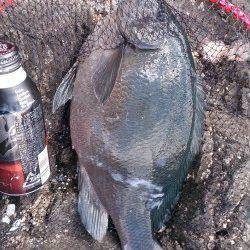 太地の地磯、聞きアワセをするとドン！〜寒グレ43センチ