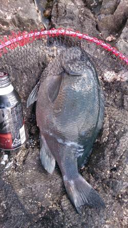 太地の地磯、聞きアワセをするとドン！〜寒グ…