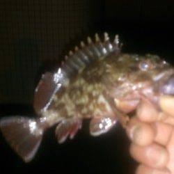 大阪南港周辺、雨の中のメバリング調査