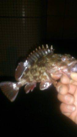 大阪南港周辺、雨の中のメバリング調査