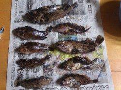 家族で淡路島釣行〜お子様が27cmのガシラをゲット