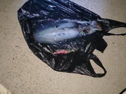 エギをまとめ買いしたので南紀へエギング釣行…