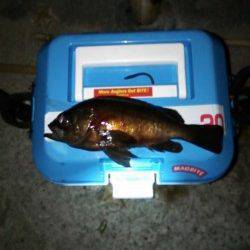 遠投してファイト楽しめました♪ 樽井漁港メバリング