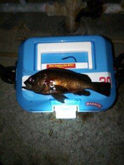 遠投してファイト楽しめました♪ 樽井漁港メバリング