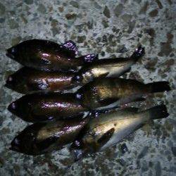 遠投してファイト楽しめました♪ 樽井漁港メバリング