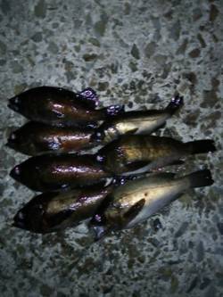 遠投してファイト楽しめました♪ 樽井漁港メ…