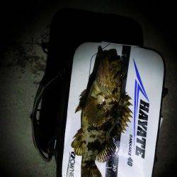 東二見人工島のメバリングで35cmオーバーのタケノコメバル！