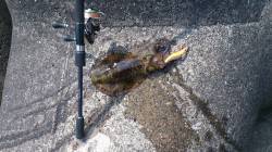 中紀でエギング〜朝マヅメに期待しましたが・…