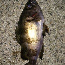 大蔵海岸でメバリング〜風なく釣りやすかったです