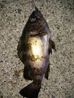 大蔵海岸でメバリング〜風なく釣りやすかったです