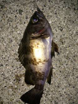 大蔵海岸でメバリング〜風なく釣りやすかった…