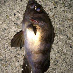 大蔵海岸でメバリング〜風なく釣りやすかったです