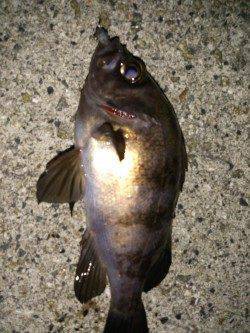 大蔵海岸でメバリング〜風なく釣りやすかったです