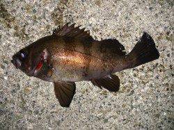 大蔵海岸でのメバリング〜引きは十分楽しめました