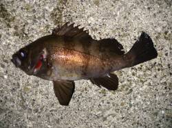 大蔵海岸でのメバリング〜引きは十分楽しめま…