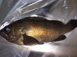 大蔵海岸でのメバリング〜引きは十分楽しめました