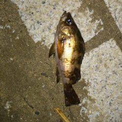 淡路島・炬口でのメバリング