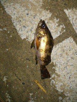 淡路島・炬口でのメバリング