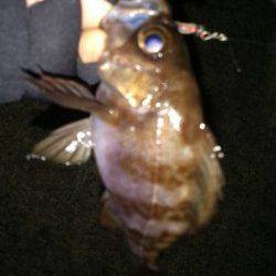 淡路島・炬口でのメバリング