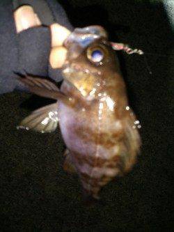 淡路島・炬口でのメバリング