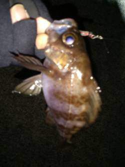 淡路島・炬口でのメバリング