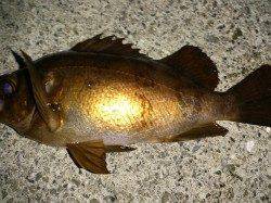 大蔵海岸、良型メバルをGET！