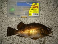 大蔵海岸、良型メバルをGET！