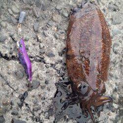 田ノ浦漁港のコウイカ、ラトル入りのエギでキャッチ