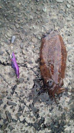 田ノ浦漁港のコウイカ、ラトル入りのエギでキャッチ