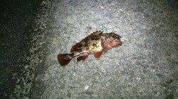 シャローをフロートで流すと鋭いアタリ☆大蔵海岸メバリング