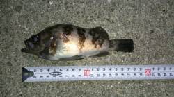 シャローをフロートで流すと鋭いアタリ☆大蔵…