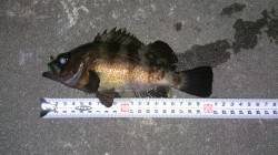 明石の新波止でメバリング、フロートで表層２…