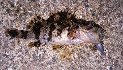 泉佐野ライトゲームランガン　タケノコメバルGET！